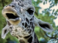 1970 Zoo Basel