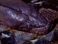 1970 Python reticulatus, asiatische Netzpython