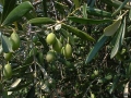 1999 Samos GR