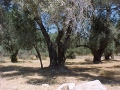 1999 Samos GR