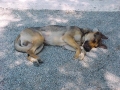 1999 Samos GR