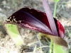 Dioscoridis-Aronstab