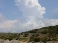 Salagona