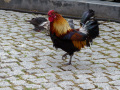 Regua (Portugal)