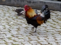 Regua (Portugal)