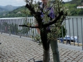 Regua (Portugal)