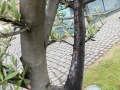 Regua (Portugal)