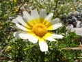 2005 Rhodos