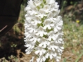 2005 Rhodos