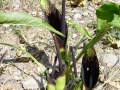 2005 Rhodos