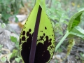 2005 Rhodos