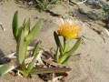 2005 Rhodos