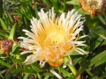 2005 Rhodos