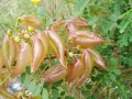2005 Rhodos