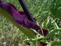 DSC03477