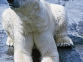 1970 Zoo Basel