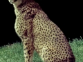 1970 Zoo Basel