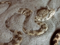 1970, Wüsten-Hornviper
