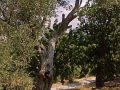 1999 Samos GR
