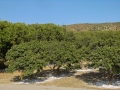 Chios im Süden