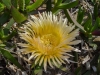 Gelbe Mittagsblume