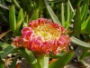 Gelbe Mittagsblume