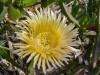 Gelbe Mittagsblume