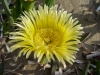 Gelbe Mittagsblume