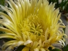 Gelbe Mittagsblume