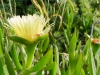 Gelbe Mittagsblume