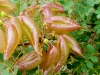Blasenstrauch