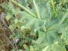 Gelber Hornmohn