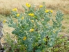 Gelber Hornmohn