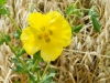 Gelber Hornmohn