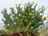 Gelber Hornmohn
