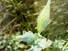 Gelber Hornmohn