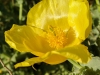 Gelber Hornmohn