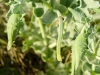 Gelber Hornmohn