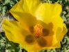 Gelber Hornmohn