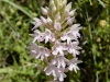 Orchis