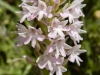 Orchis