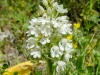 Orchis