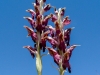 Orchis