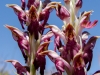 Orchis
