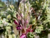 Orchis