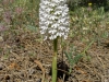 Orchis