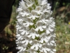 Orchis