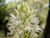 Pyramidenorchis