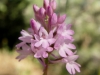 Pyramidenorchis