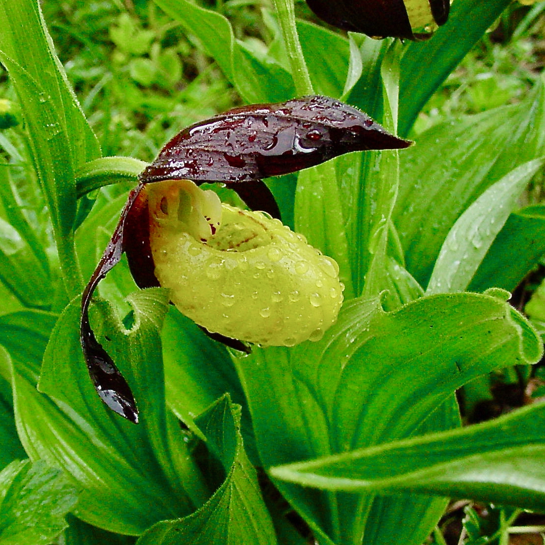 Link zum Herbarium